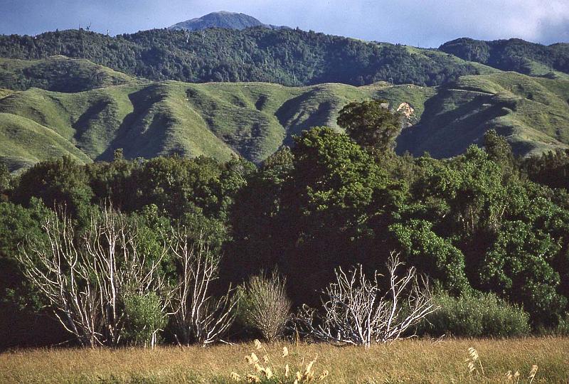 WT 0200 027-24 New Zealand.jpg